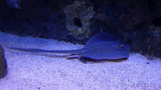 abluespottedstingrayinanaquarium  Aquarium  Stingray yugislifestyle [upl. by Eileme]