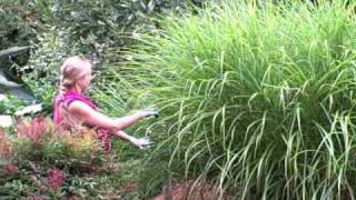 Pruning Miscanthus Ornamental Grass for Size [upl. by Germana]