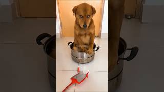 Funny dog funny video episode 107 [upl. by Animrelliug]