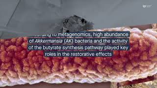 Ageing and rejuvenation models reveal key microbial changes associated with healthy ageing [upl. by Kasey150]