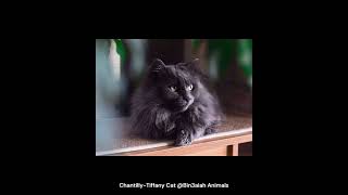 ChantillyTiffany Cat Bin3aiah Animals [upl. by Cassaundra]