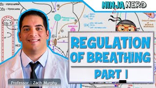 Respiratory  Regulation of Breathing Respiratory Centers Part 1 [upl. by Sawyor]