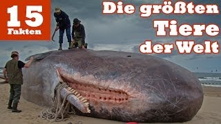 Die 15 größten Tiere der Welt [upl. by Dre]