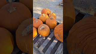 Pumpkin Patch Season is Over comingsoon tasteoftheholidaymenu wedonotownrightstomusic satx [upl. by Rugg]