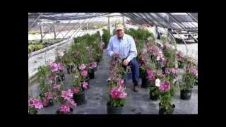 How To Prune Clematis Large Flowering Hybrids [upl. by Eillim]