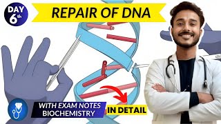 dna repair biochemistry  dna damage response biochemistry  dna repair mechanisms biochemistry [upl. by Arondell]