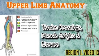 Master Upper Limb Anatomy MCQs  Tendon Crossings Muscle Origins amp Nerve Pairings [upl. by Stephania]