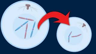 Difference Between Gonads and Gametes [upl. by Herrick505]