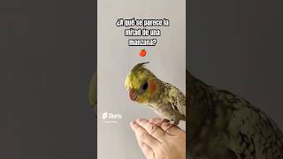 IQ de Alberto instantáneo 🦜🗿 humor ninfa memes [upl. by Meela556]