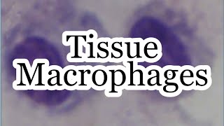 Tissue Macrophages  MisMedicine [upl. by Aikenat]