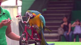 Dubai Dolphinarium Exotic Bird Show [upl. by Tully]