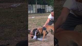 ‼️Malinois attacks in a muzzle К9 GUARDODESSA Training of service dogs Odessa Ukraine [upl. by Lais]