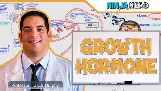 Endocrinology  Growth Hormone [upl. by Hadwin]