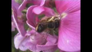 Willughbys Leaf cutter Bee Megachile willughbiella [upl. by Ennovahs]