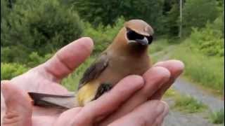 CEDAR WAXWING [upl. by Adigirb950]