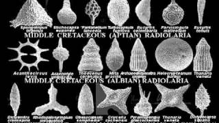 2C2b Post Paleozoic Radiolaria [upl. by Carbrey]