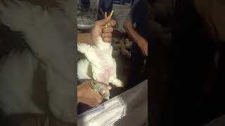 Vaccination against Fowl Pox in Wing Web 38 days old [upl. by Pontius16]