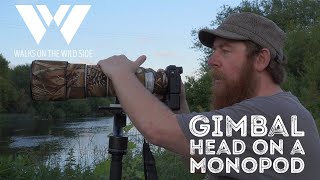 Gimbal Heads on Monopods for Wildlife Photography [upl. by Georgi]