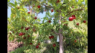 Desert Delight Nectarine  Tree and Fruit Taste Review San Diego May 2021 [upl. by Enahs312]