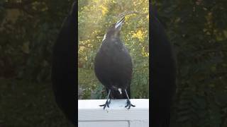 Adorable Magpie Sound Call and Song 🎵 Australian Magpie Call magpie singing calling [upl. by Nnairak]