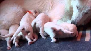 Zwitserse Witte Herder pups 1 week oud Gnest Jewel of Joy [upl. by Ahsyak775]