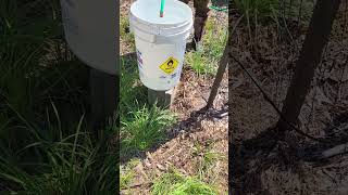 HOW TO WATER NEW TREES WITH A BUCKET DRIPPER [upl. by Ardnuhs916]