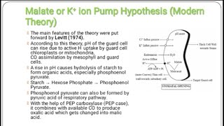 Stomatal movement Malate or K ion pump hypothesis [upl. by Rennold]