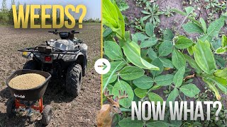 What To Do About Weeds In Your Broadcasted Soybeans For Deer  Early July Progress [upl. by Yknip]