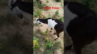 Bakri charane wali video  Zayed Agriculture  Short Video [upl. by Acinoev]