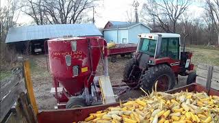 Grinding cattle feed from ear corn recipe part 2 [upl. by Worrell]