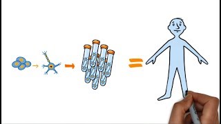 Using iCell GlutaNeurons for Safety Pharmacology and Drug Discovery [upl. by Baron867]