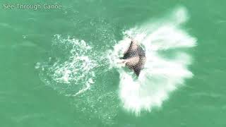 Spotted Eagle Rays By The Beach amp a Rarely Recorded Spotted Eagle Ray Jumping [upl. by Ahsaenat]