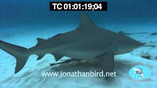 Bull Sharks underwater stock video footage [upl. by Viki59]