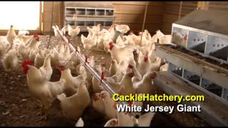 White Jersey Giant Chicken Breed Breeder Flock  Cackle Hatchery [upl. by Tami]