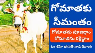 గోమాతకు సీమంతం cow cows cowvideos milk sanathanadharmam hindu hinduism chaganti hindutva [upl. by Stilu9]