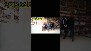 Goat breeding🙂How easy it is to breed🐐goats breeding [upl. by Neleag]