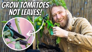 How to PRUNE  POLLINATE Any Tomato Plant  The Most Effective Strategies [upl. by Esilehs]