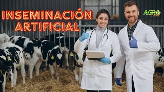 INSEMINACIÓN ARTIFICIAL EN VACUNOS Procedimiento paso a paso [upl. by Mame378]