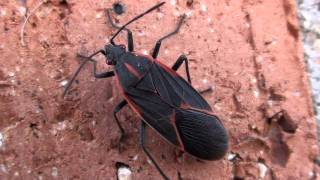 Boxelder Bug Rhopalidae Boisea trivittata on Wall [upl. by Cathyleen]