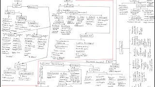 Microbiology Algorithm Gram Positive Cocci [upl. by Eberhart]