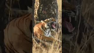 Tiger roar tiger tigerroar tigersound tigers viral shorts bigcat bigcats jungle roar [upl. by Suiratnauq]