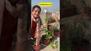 December ka Harvest from Terrace Garden  Itni badi Knol Knol  Karonda aur kya kya shorts [upl. by Narra817]