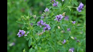 How to dry the Alfalfa Grass fast dryermachine alfalfa [upl. by Meletius59]