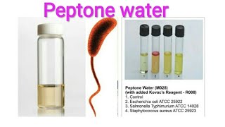 Peptone water preparation and uses [upl. by Ecargyram]