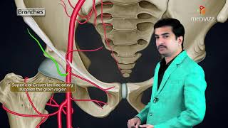 Femoral Artery Anatomy Animation Origin  Course  Branches and Termination  USMLE Step 1 [upl. by Aitnas309]