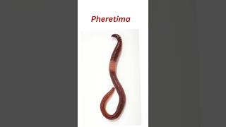 Phyllum Annelida phyllum earthworm earnmoneyonline earthwormsmalldragon [upl. by Reinal]