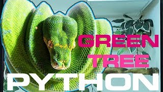 GREEN TREE PYTHON SETUP CARE AND HUSBANDRY [upl. by Lotta]