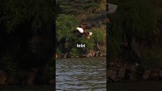 GoliathTigerfisch Ein Monster in deinem Fluss Unglaubliche Fakten erstaunlich fakten animals [upl. by Cirtap]