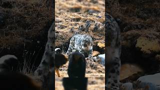 ¡Mastin tibetano vs Leopardo de las nieves mastintibetano vs leopardodelasnieves [upl. by Enyamrahs572]