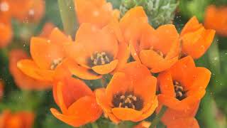 How to Grow Ornithogalum [upl. by Nemaj]